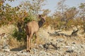 Female Kudu woodland antelope in Namibian savanna