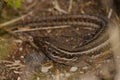 Female La Palma lizard Gallotia galloti palmae.