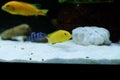 Female Labidochromis caeruleus Yellow