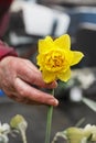 female labor hand holds a yellow plucked narcissus.