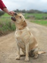 Female Labrador Dog