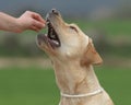 Female Labrador Dog