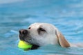 Female labrador du recovery in a ball pool Royalty Free Stock Photo
