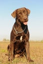 Female labrador retriever