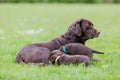 Female labrador retriever dog with puppies Royalty Free Stock Photo