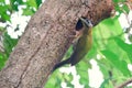 Female laced woodpecker