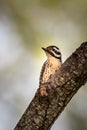 Female ladder-backed woodpecker on an oak tree