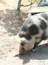 Female lady pig outdoors on a farm