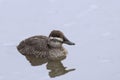 Female Lake Duck, Oxyura vittata, relaxed on the water Royalty Free Stock Photo