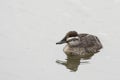 Female Lake Duck, Oxyura vittata, resting on the water Royalty Free Stock Photo