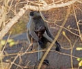 The female langur monkeys with the little cub.