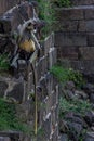 A female langur sits on a rock wall with a baby