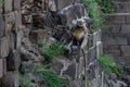 A female langur sits on a stone wall and strokes a baby