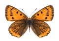 Female large copper butterfly isolated