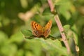 Female Large copper