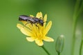 A female Large-headed Resin Bee, Heriades truncorum on a yellow