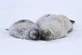 female and a large puppy Weddell seals lying on the ice in Antarctica Royalty Free Stock Photo