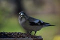 A female large stray bill at the feeder