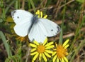 Female large white butterfly on common ragwort flowers