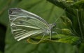 Female Large White Butterfly Royalty Free Stock Photo