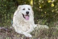 Lazy large white Great Pyrenees dog Royalty Free Stock Photo