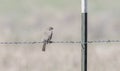 Female Lark Bunting Calamospiza melanocorys Perched on Barbed Wire Royalty Free Stock Photo