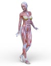 Female lay figure Royalty Free Stock Photo