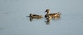 Female Mallard and ducklings swim undisturbed Royalty Free Stock Photo