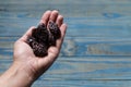 Female left hand holding prune on blue pinus wood