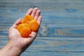 Female left hand holding Turkish apricot on blue pine wood background