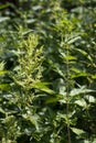 Female left and male right stinging nettle Urtica dioica together ouside in the natural environment just before blooming wit Royalty Free Stock Photo