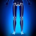 Female Legs - Anatomy Bones Royalty Free Stock Photo