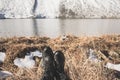 Female legs in black hiking boots against the background of snow mountains in Switzerland. Snow on women`s shoes Royalty Free Stock Photo