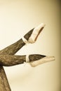 Female legs dancer in ballet shoes