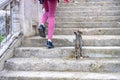 Female legs and little kitten climbing up on stair steps. Young tourist calling cute abandoned hungry kitten. Authentic lifestyle