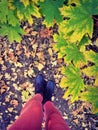 Female legs in pink jeans near maple tree with green leaves in the autumn forest. Top view Royalty Free Stock Photo