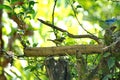 Female Lemon-rumped tanager