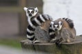 Female lemur with her baby