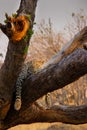 Female leopard asleep in a tree