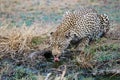 Female leopard drinking water in Sabi Sands Game Reserve