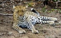 Female Leopard at ease Royalty Free Stock Photo