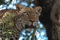 Female leopard high up on a tree staring at the camera, leopard resting Royalty Free Stock Photo