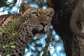 Female leopard high up on a tree staring at the camera, leopard resting Royalty Free Stock Photo