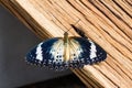 Female leopard lacewing butterfly