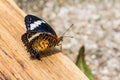 Female leopard lacewing butterfly