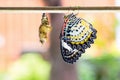 Female leopard lacewing butterfly