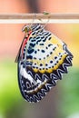 Female leopard lacewing butterfly