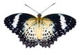 Female of Leopard lacewing butterfly on white background