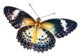 Female of Leopard lacewing butterfly on white background