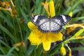 Female Leopard Lacewing on Flower